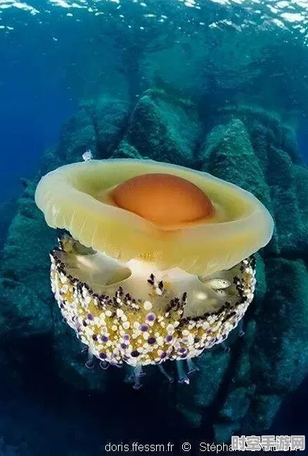 光遇海洋斗篷揭秘，新兴IT技术浪潮下的虚拟与现实交融